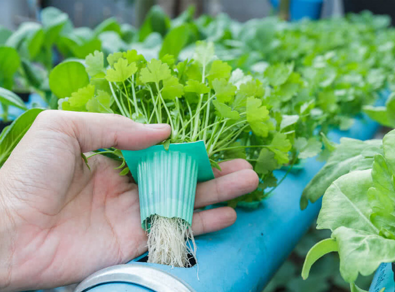 Micro Greens 