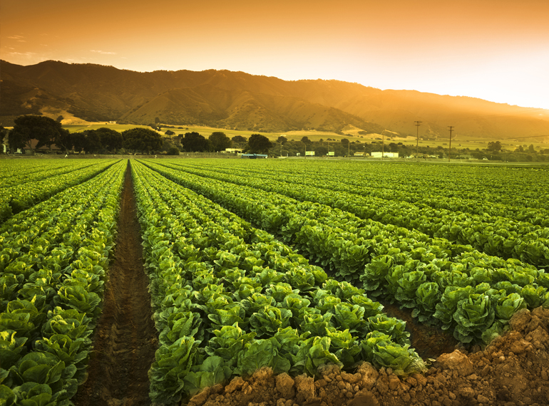 Agriculture