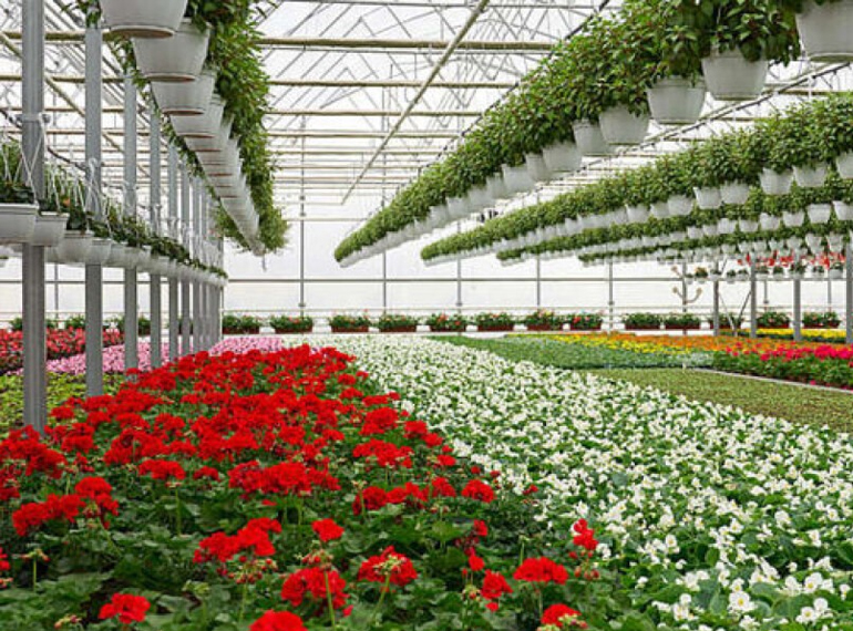 Floriculture