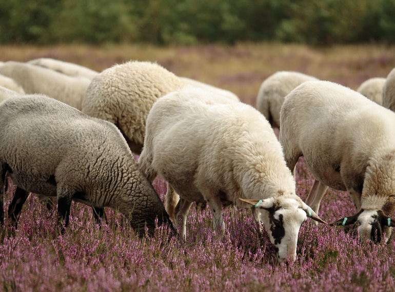 Animal Sector